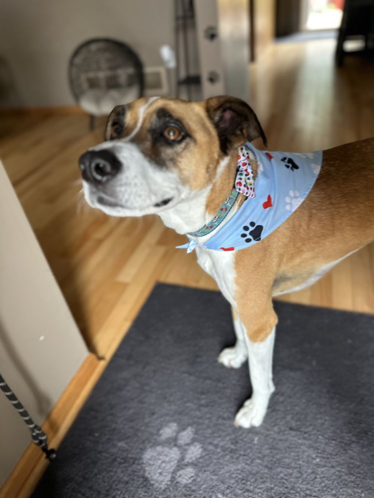 Mn Furbaby Pet Care - pet boarding facility in Shakopee, MN