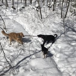 K9 Hiking - Tug-of-war for every season. Butterball, Maddie and Zoe.