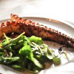 Papadopoulos - gegrillter Oktopustentakel