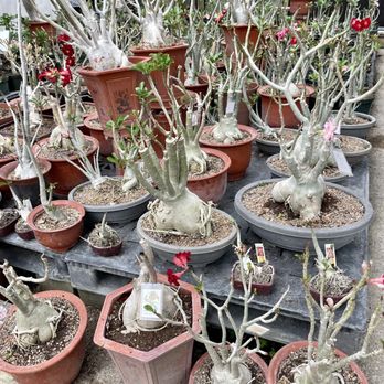 Fairbanks Garden Center - Nurseries & Gardening Near Me - Houston, Texas Fairbanks Garden Center - Nurseries & Gardening Near Me - Houston, Texas
