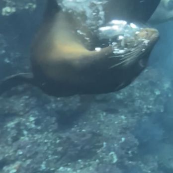 Tuna Tuna Tours - They get so close to you! Such a cool experience - Snorkeling Near Me - La Paz, BCS Tuna Tuna Tours - They get so close to you! Such a cool experience - Snorkeling Near Me - La Paz, BCS