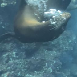 Tuna Tuna Tours - They get so close to you! Such a cool experience