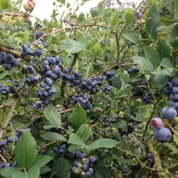 Bear Fruit Berries - Plentiful, beautiful blueberries