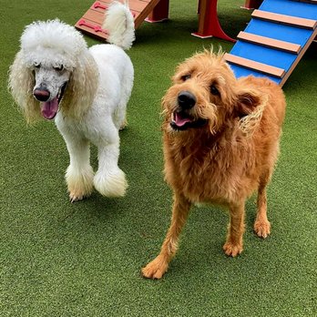 Creature Comforts - Solomon running with one of his friends! - Pet Sitting Near Me - Longview, Texas