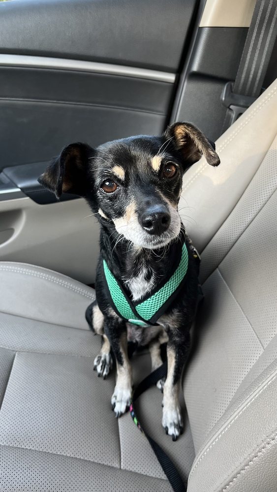 FOUR CORNERS VETERINARY HOSPITAL Updated July 2024 24 Photos & 133