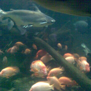 Underwaterworld - Fish - Aquariums Near Me - Brisbane, QLD