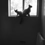 KittySitz and DoggyWalkz