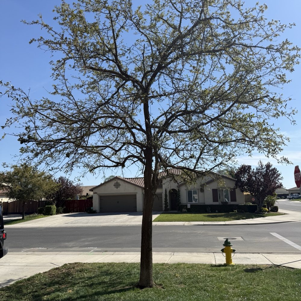Empire Tree Service - After - Tree Services Near Me Empire Tree Service - After - Tree Services Near Me