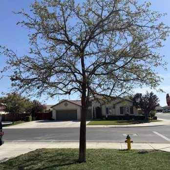 Empire Tree Service - After - Tree Services Near Me Empire Tree Service - After - Tree Services Near Me