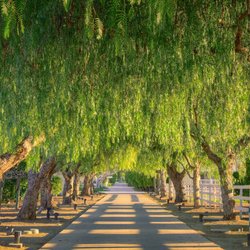 Green Planet Tree Service