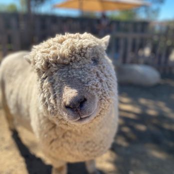 SoCalMiniPigs - Pet Breeders Near Me - Valley Center, California SoCalMiniPigs - Pet Breeders Near Me - Valley Center, California