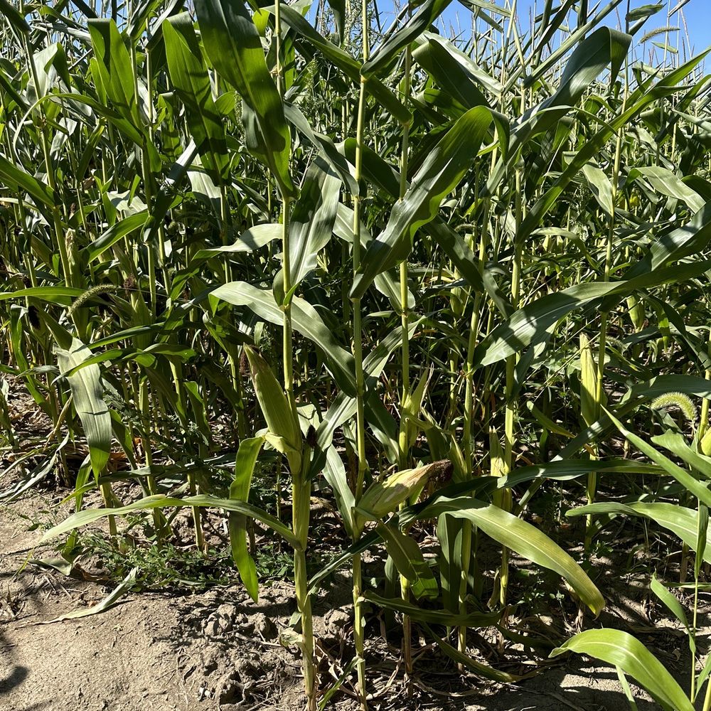 Corn Corn