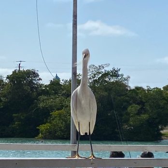 Pop's Sunset Grill - Occassional drop in guests! - Seafood Near Me - Nokomis, Florida
