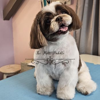 The Mutt Puddle - Pet Groomers Near Me - Allen, Texas The Mutt Puddle - Pet Groomers Near Me - Allen, Texas