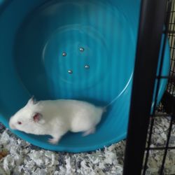 Animal Care Center