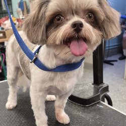 Nikki's Pet Spa - Here is Maizie after her grooming referring to the review that was left by cindy H