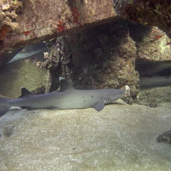 Maui Diving - Scuba Diving Near Me - Lahaina, Hawaii Maui Diving - Scuba Diving Near Me - Lahaina, Hawaii
