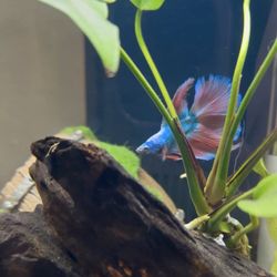Aquarium Pro