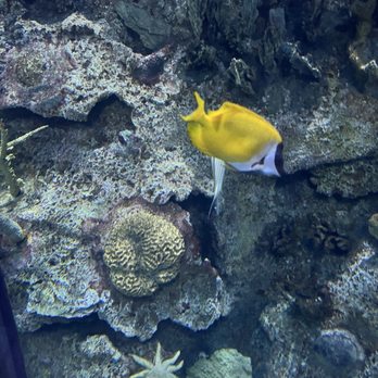 Shark Reef Aquarium at Mandalay Bay - Shark Reef Las Vegas, NV June 2026 - Aquariums Near Me - Las Vegas, Nevada