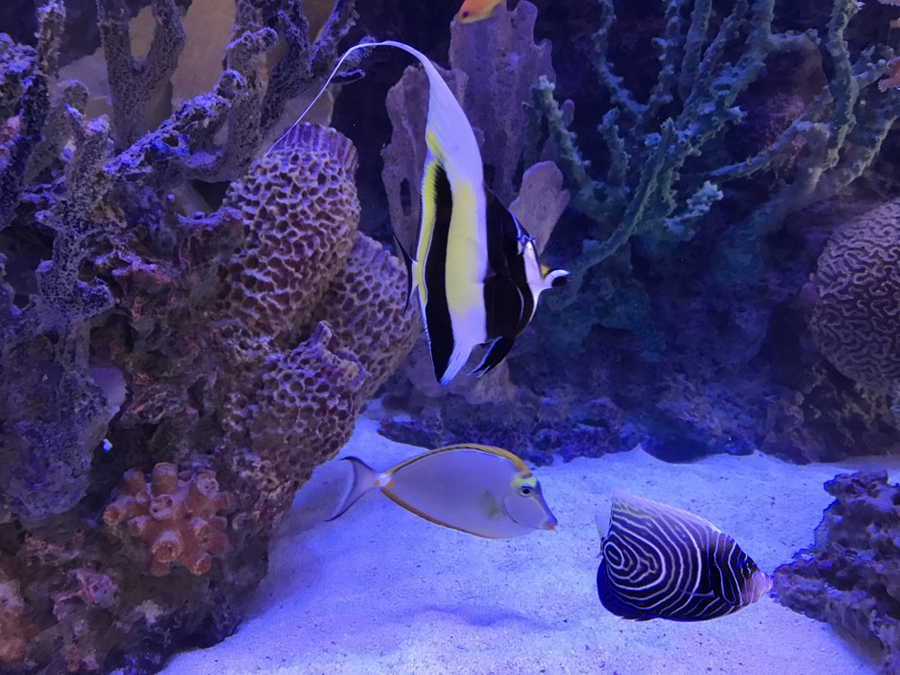 THE HAPPY FISH Updated August 2024 50 Photos & 18 Reviews 1361 W Elgin St, Chandler