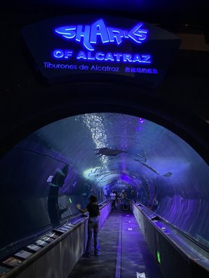 Aquarium of the Bay by null