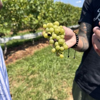 Linganore Winecellars - Venues & Event Spaces Near Me - Mount Airy, Maryland