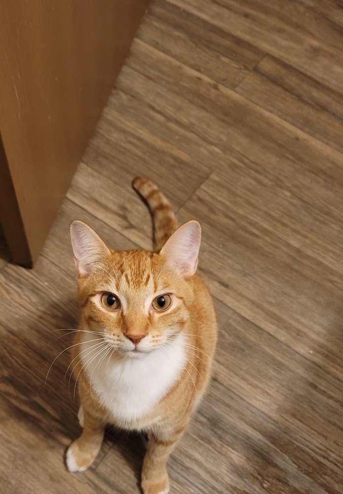 Ocean Breeze Animal Hospital Image