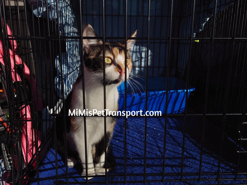 MIMI’S PET TRANSPORT Updated August 2024 276 Photos & 16 Reviews