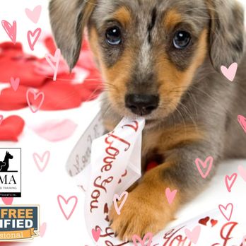 LOMA Behavior & Pet Training - Pet Training Near Me LOMA Behavior & Pet Training - Pet Training Near Me