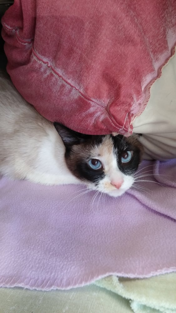 CALABASAS ANIMAL CLINIC Updated September 2024 49 Photos & 121