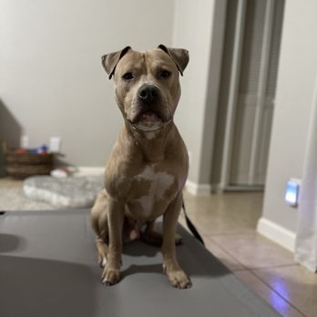 Kn9ne Vibes Dog Training - Pet Training Near Me