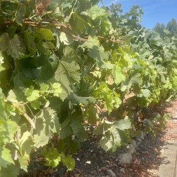 HammerSky Vineyards & Inn - Wineries Near Me - Paso Robles, California HammerSky Vineyards & Inn - Wineries Near Me - Paso Robles, California