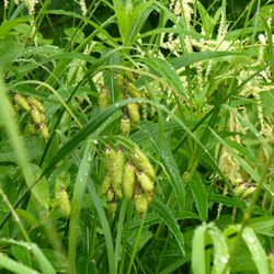 Sunshine Gardens Nursery & Landscaping - Sedges are our new favorite shoreline plant. theyr'e spaghetti like roots grow very deeply & hold the shore