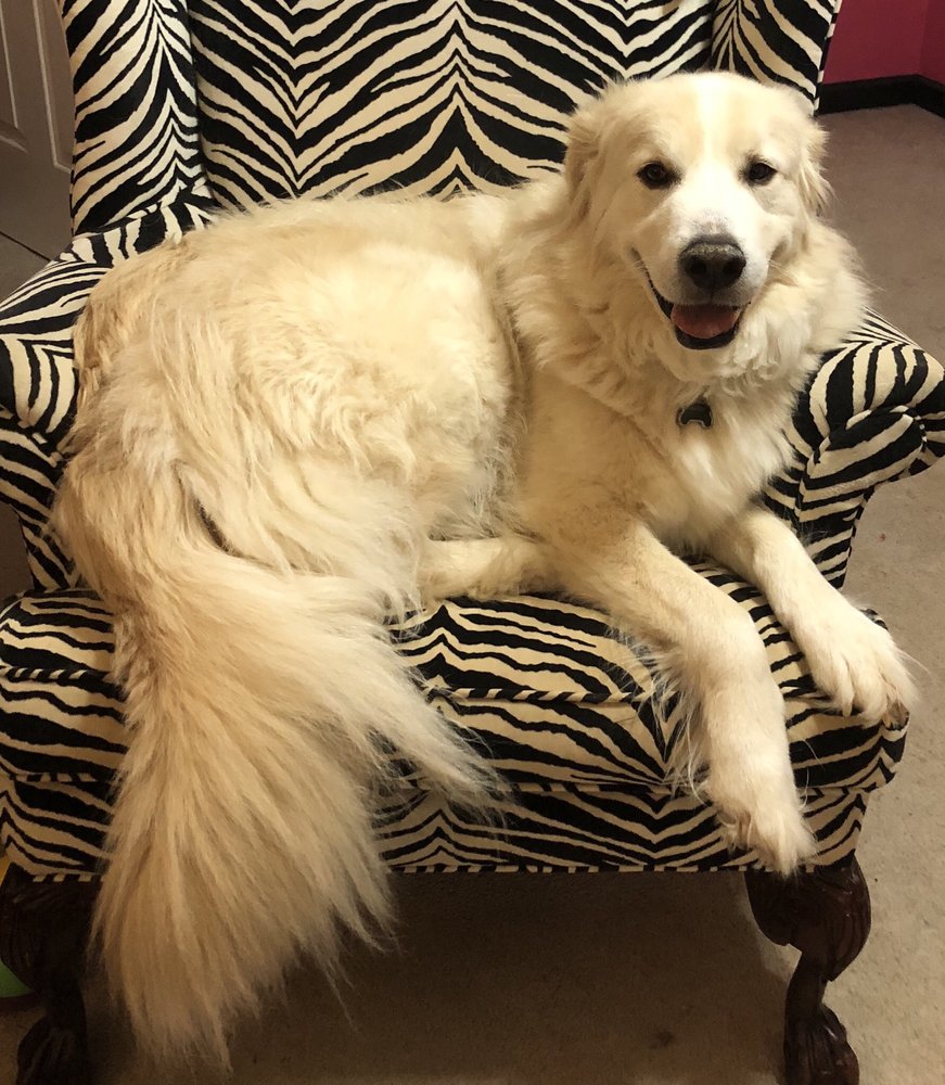 PEACE LOVE PAWS PET SITTING 11 Photos 847 River Rock Blvd