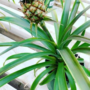 Wilson's Garden Center - Pineapple plant :) - Nurseries & Gardening Near Me - Newark, Ohio Wilson's Garden Center - Pineapple plant :) - Nurseries & Gardening Near Me - Newark, Ohio