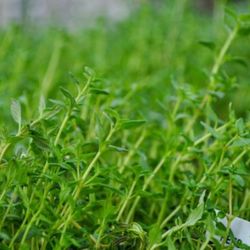 Lynde Greenhouse & Nursery and Landscape Design - Starting from seed might not be your thing, or even growing a plant may not be your thing, but if you have been thinking abou...