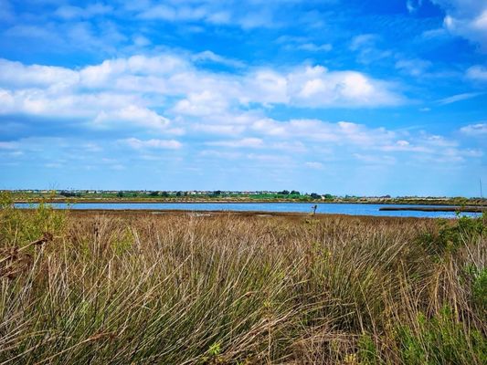 Bolsa Chica Ecological Reserve by null