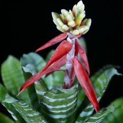Tropiflora