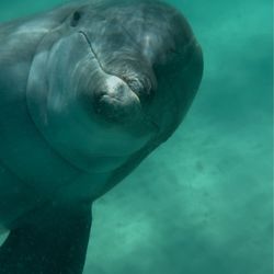 Water Planet - Wild Dolphin looked right at me!