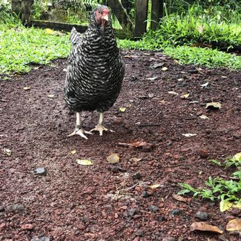 The Jungle Farmhouse - Vacation Rentals Near Me - Pāhoa, Hawaii The Jungle Farmhouse - Vacation Rentals Near Me - Pāhoa, Hawaii