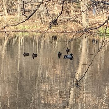Winkler Botanical Preserve - Ducks - Hiking Near Me - Alexandria, Virginia Winkler Botanical Preserve - Ducks - Hiking Near Me - Alexandria, Virginia