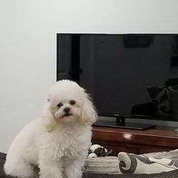 Perfect Pooch - Before Butcher