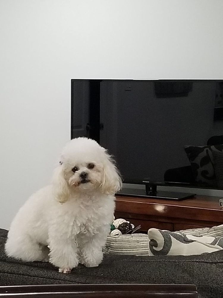 PERFECT POOCH Updated October 2024 11 Reviews 3107 Theodore St, Joliet, Illinois Pet