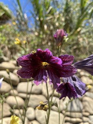 Ventura Botanical Gardens by null