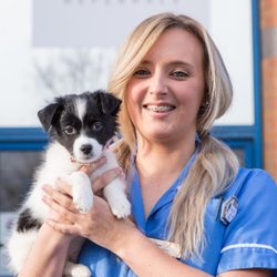 vets for pets woodchurch road