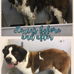 Cassie's K-9 Design - Love seeing transformation on new clients especially even when the owners are impressed what I can do. This girl is from Elko.