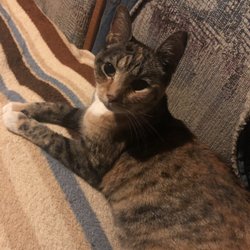 Pet Haven Cemetery - Emma