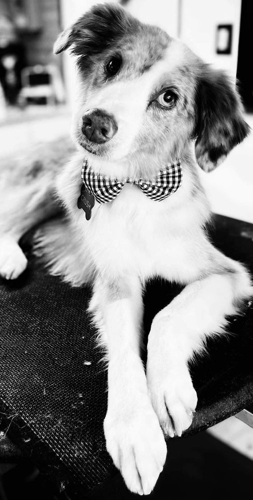 LUCKYS IN HOME GROOMING Updated August 2024 65 Photos Peoria