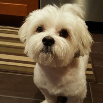 Doggy A Go Go - Pet Groomers Near Me Doggy A Go Go - Pet Groomers Near Me