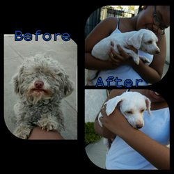 willies grooming & pet shop